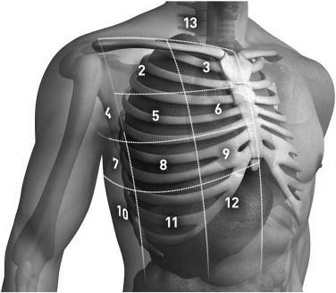 zones thorax.jpg